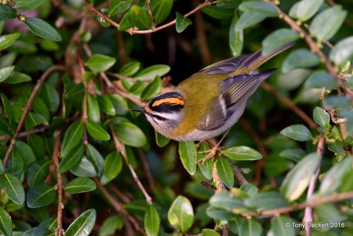 Firecrest