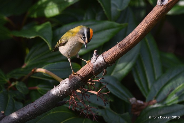Firecrest