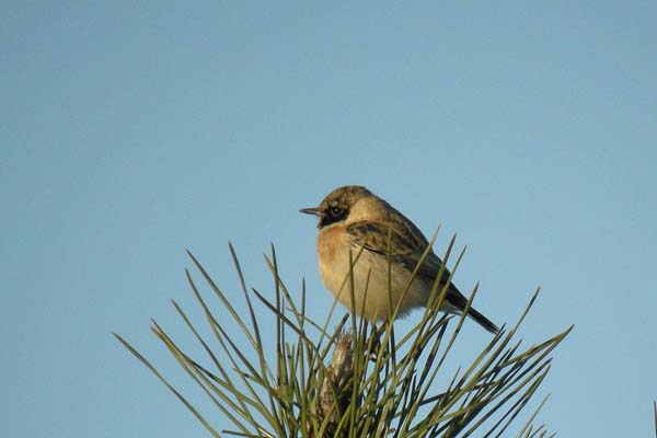 Siberian Stonechat