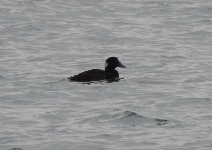Surf Scoter