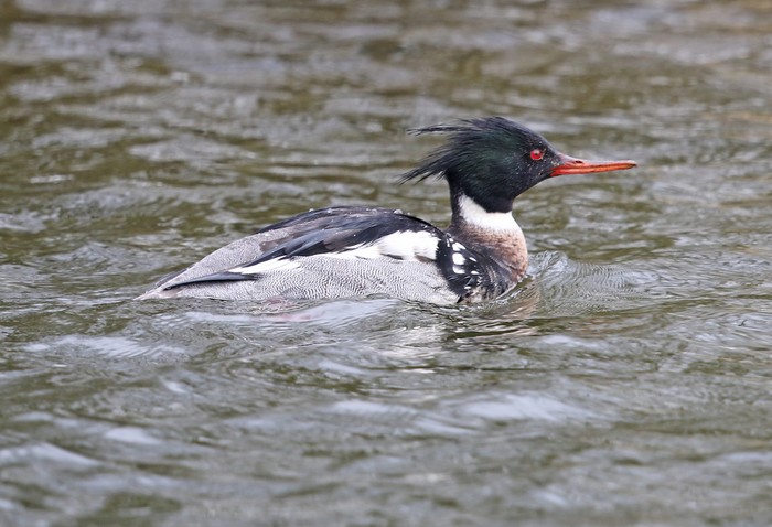 Red-breasted Merganser