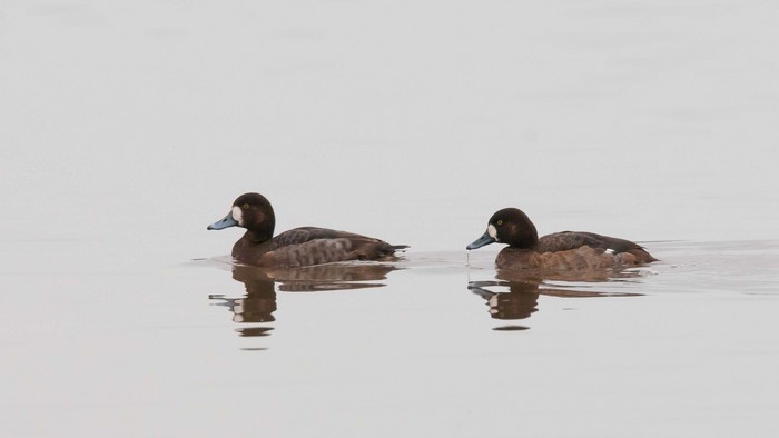 Scaup
