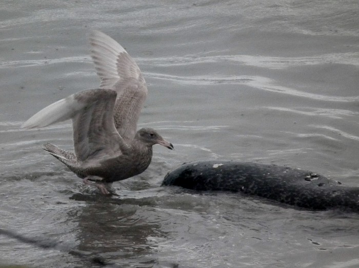 Glaucous Gull