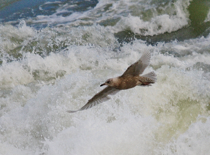 Iceland Gull