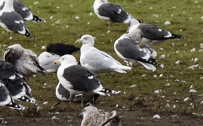 Iceland Gull