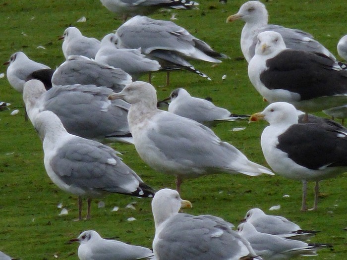 Glaucous Gull