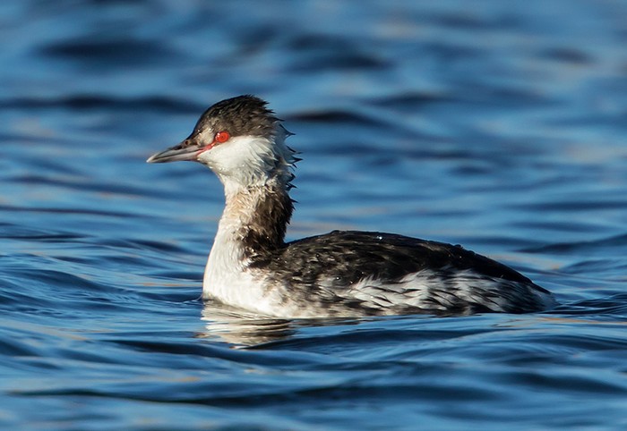 Slavonian Grebe