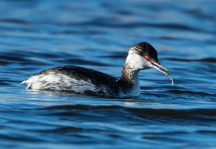Slavonian Grebe