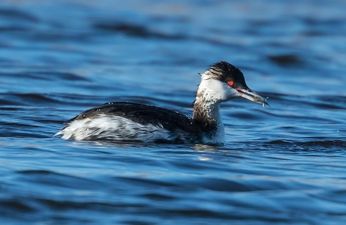 Slavonian Grebe