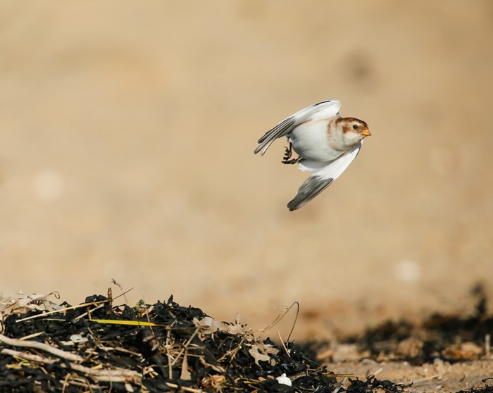 Snow Bunting