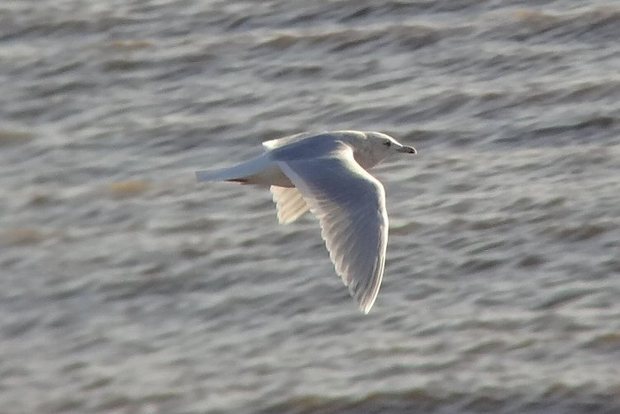 Kumlien's Gull