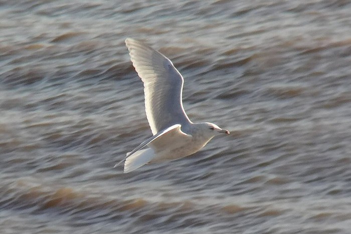 Kumlien's Gull
