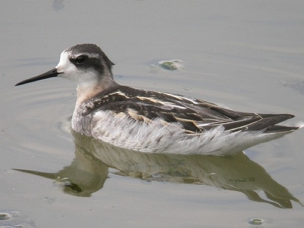 Red-necked Phalarope