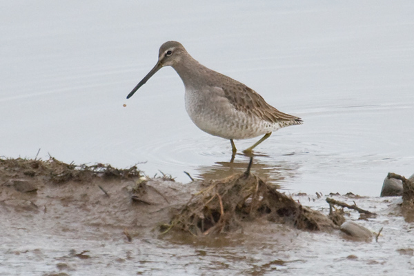 Long-billed Dowitcher