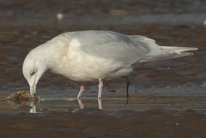 Kumlien's Gull