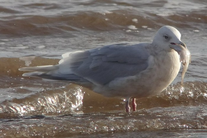 Kumlien's Gull