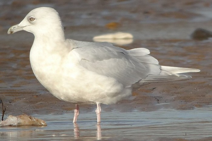 Kumlien's Gull