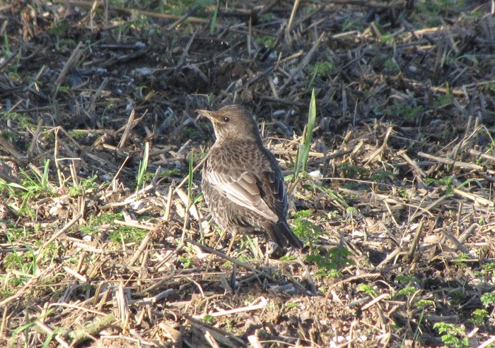 Ring Ouzel