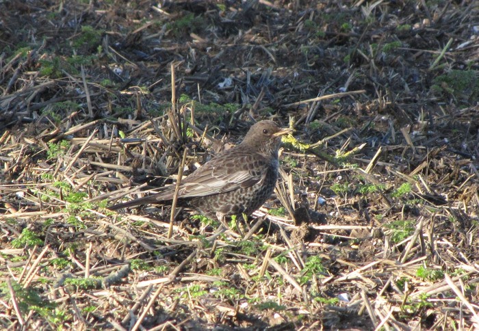 Ring Ouzel