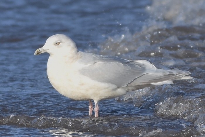 Kumlien's Gull