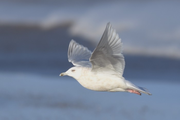 Kumlien's Gull