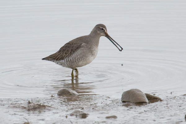 Long-billed Dowitcher