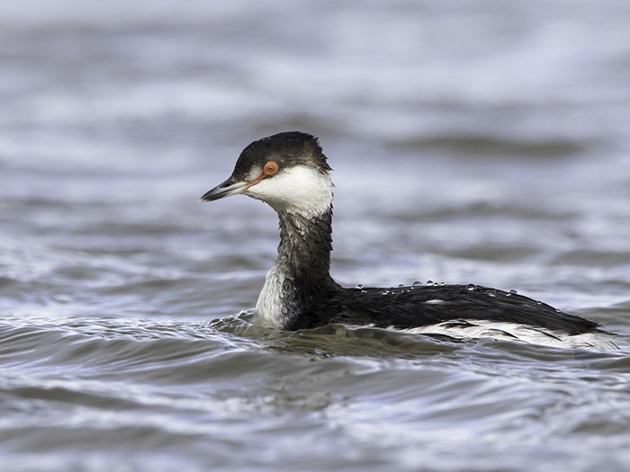 Slavonian Grebe