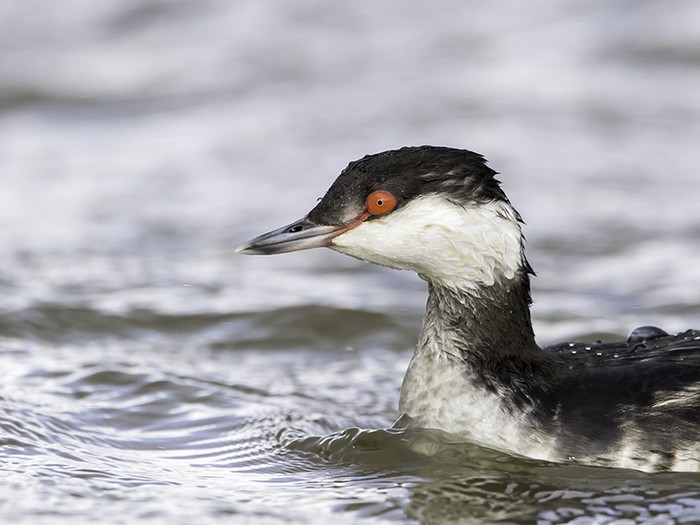 Slavonian Grebe