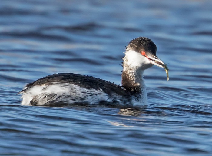 Slavonian Grebe
