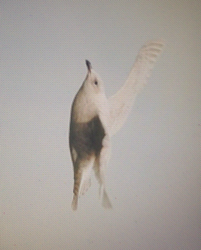 Kumlien's Gull