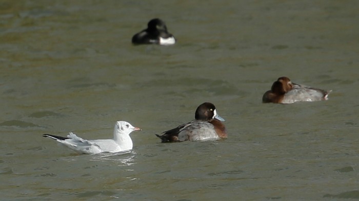 Scaup