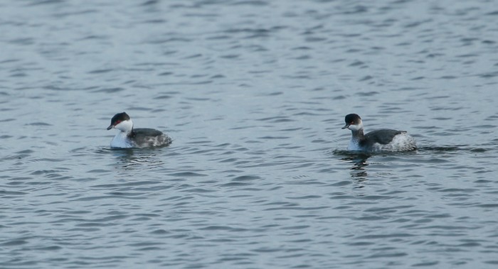 Slavonian Grebe