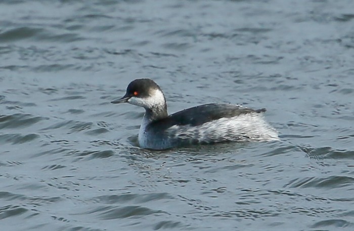 Black-necked Grebe