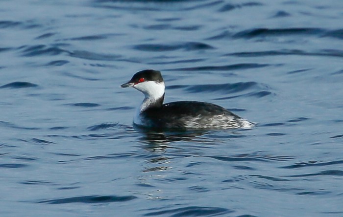 Slavonian Grebe