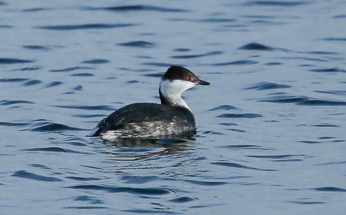 Slavonian Grebe