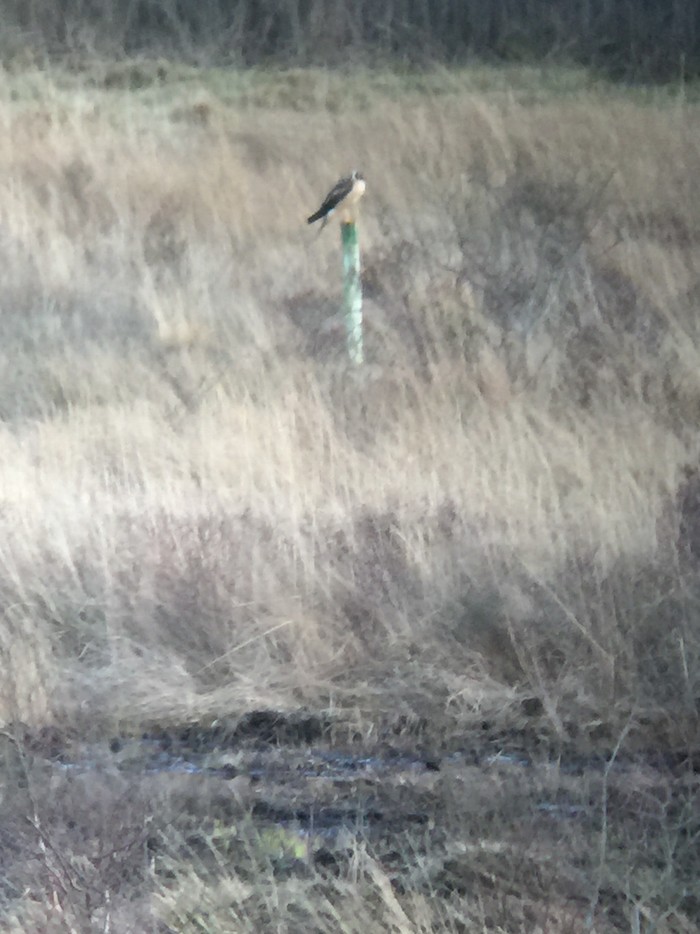 Pallid Harrier