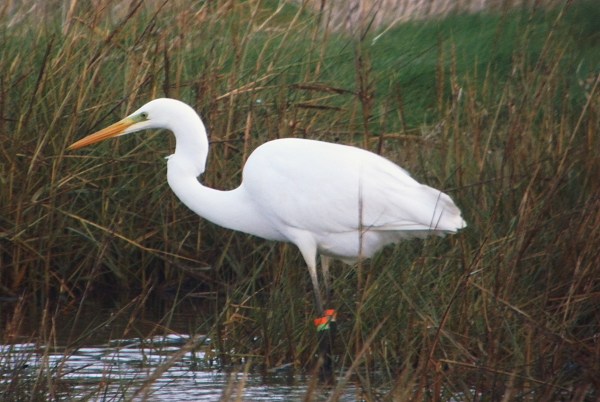 Great White Egret
