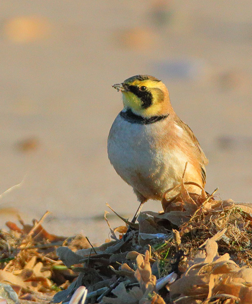 Shorelark