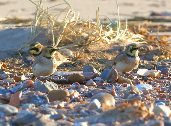 Shorelark