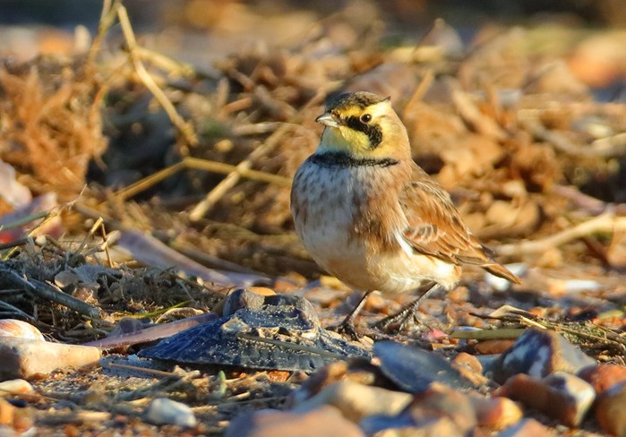 Shorelark