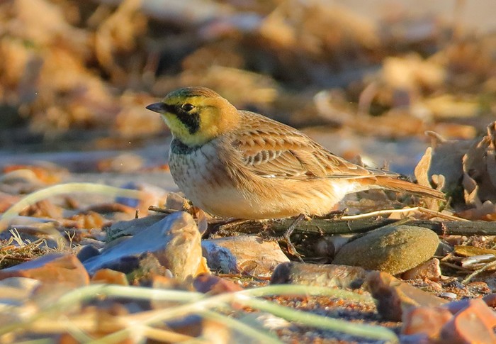 Shorelark