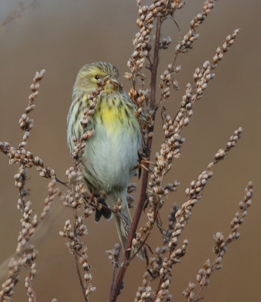 Serin
