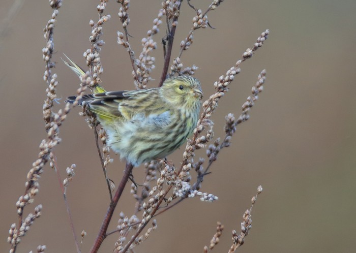 Serin