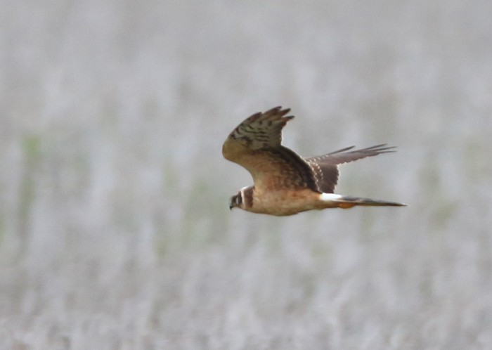 Pallid Harrier