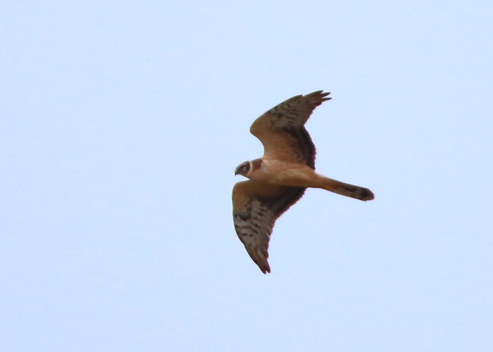 Pallid Harrier