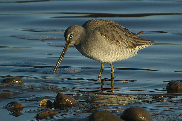 Long-billed Dowitcher