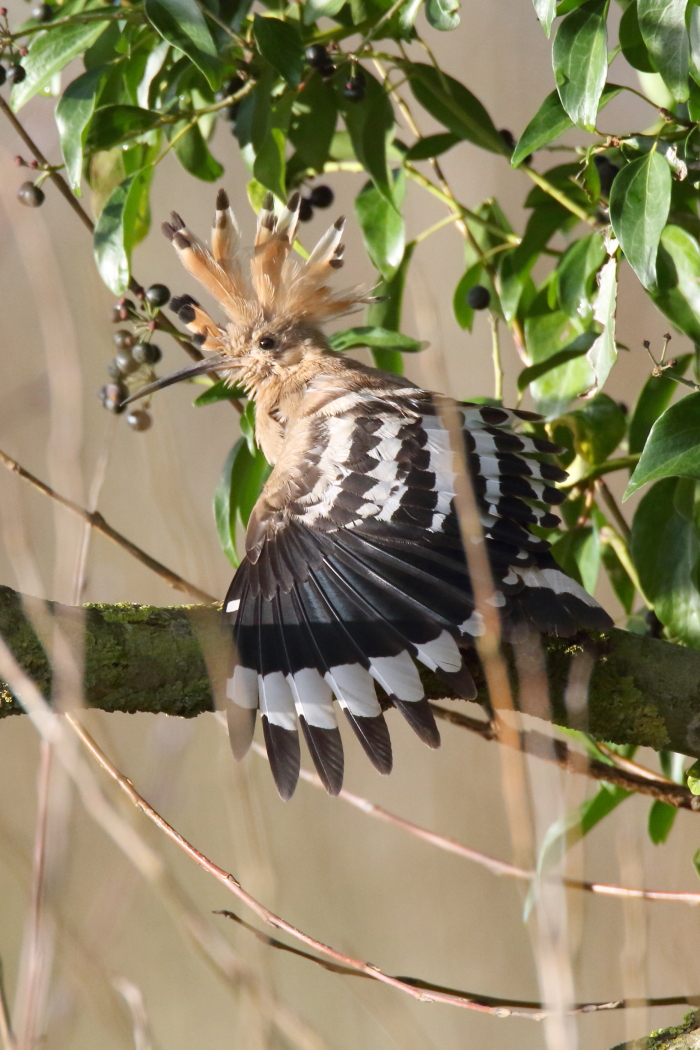 Hoopoe