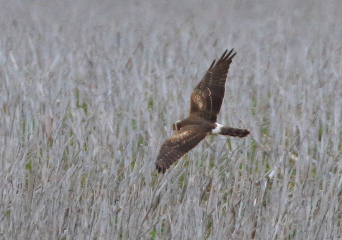 Pallid Harrier