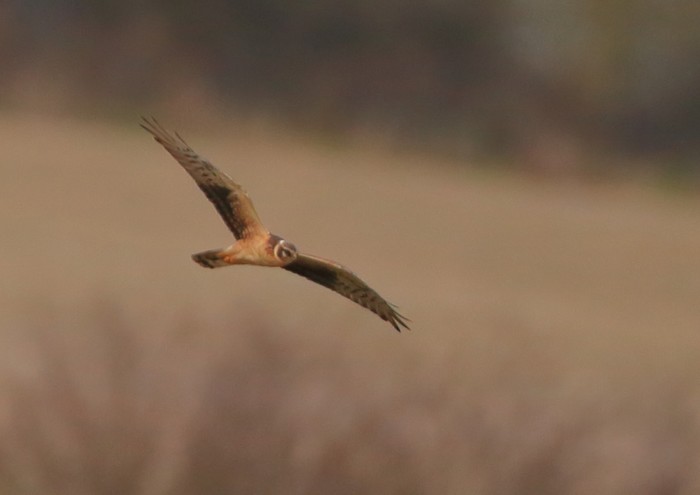 Pallid Harrier
