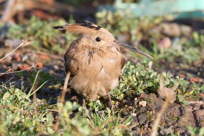 Hoopoe